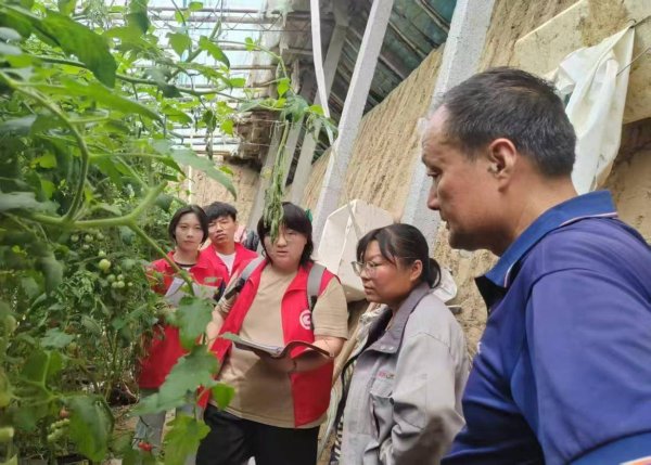 鼎金投资 星火映沃土 潍坊职业学院学子实践中破译大棚土壤治理“密码”